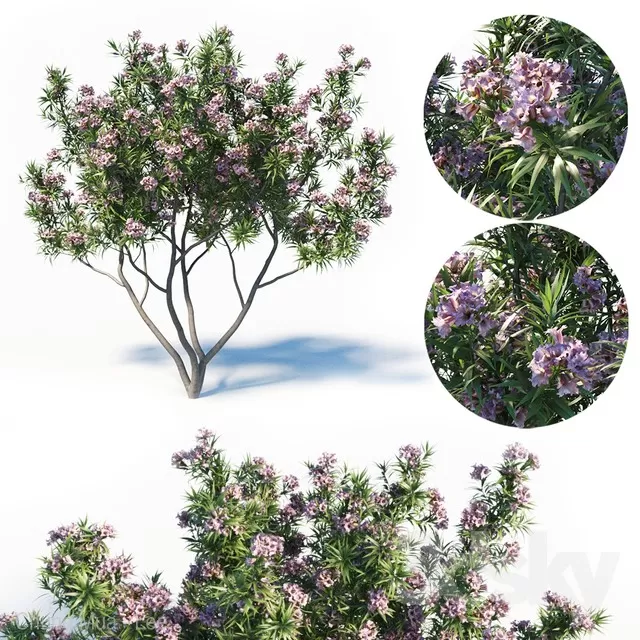 PLANTS – TREE – 3D MODELS – FREE DOWNLOAD – 17316