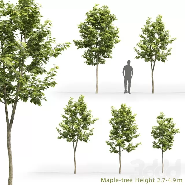 PLANTS – TREE – 3D MODELS – FREE DOWNLOAD – 17317