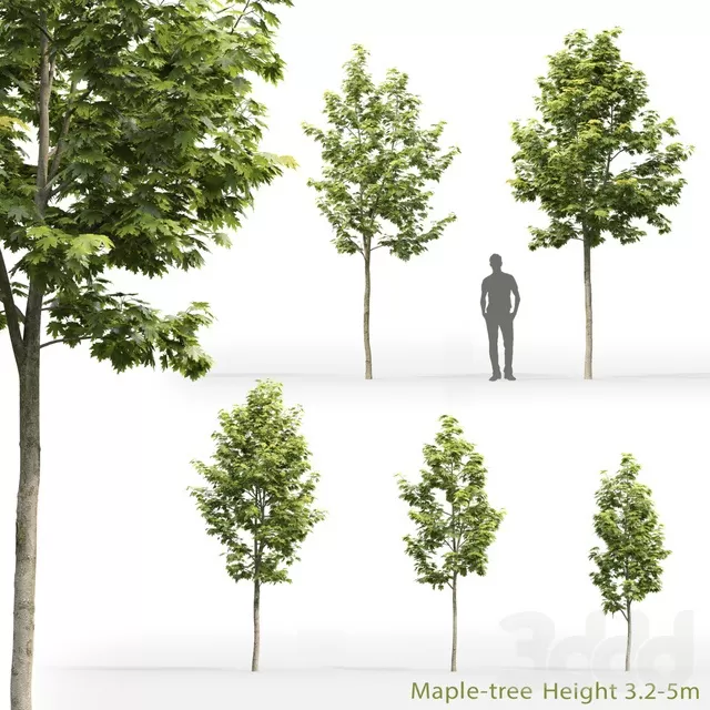 PLANTS – TREE – 3D MODELS – FREE DOWNLOAD – 17318