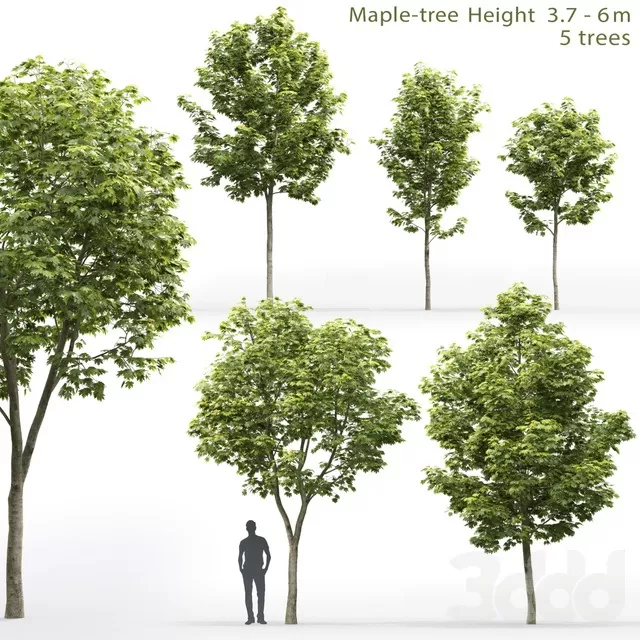 PLANTS – TREE – 3D MODELS – FREE DOWNLOAD – 17319