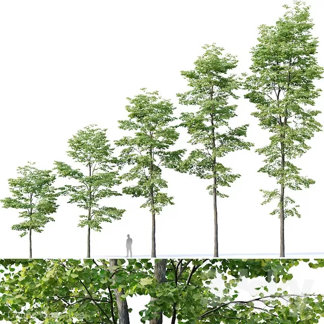 PLANTS – TREE – 3D MODELS – FREE DOWNLOAD – 17326