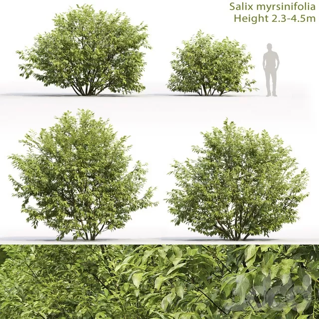 PLANTS – TREE – 3D MODELS – FREE DOWNLOAD – 17329