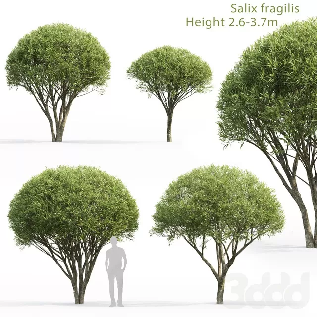 PLANTS – TREE – 3D MODELS – FREE DOWNLOAD – 17333