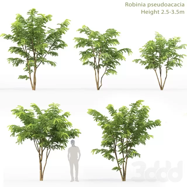 PLANTS – TREE – 3D MODELS – FREE DOWNLOAD – 17337