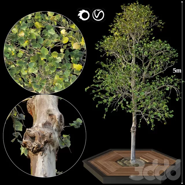 PLANTS – TREE – 3D MODELS – FREE DOWNLOAD – 17339