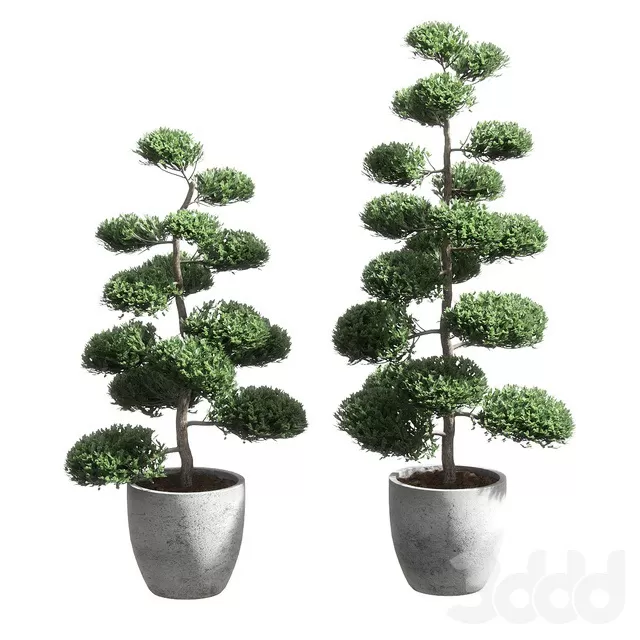 PLANTS – TREE – 3D MODELS – FREE DOWNLOAD – 17341