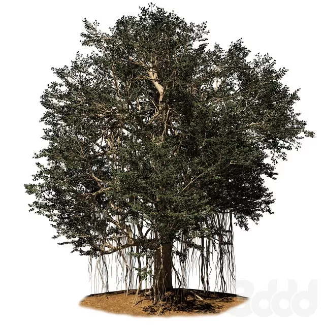 PLANTS – TREE – 3D MODELS – FREE DOWNLOAD – 17342