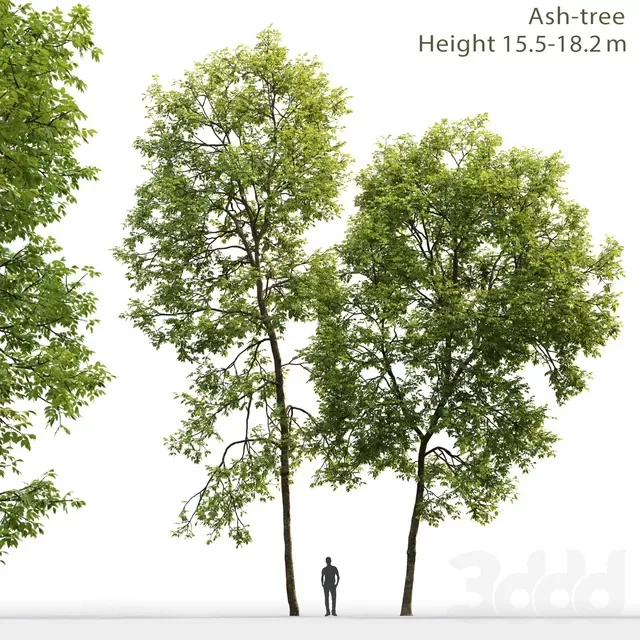 PLANTS – TREE – 3D MODELS – FREE DOWNLOAD – 17344