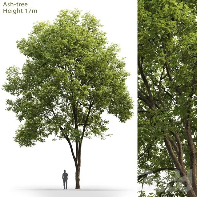 PLANTS – TREE – 3D MODELS – FREE DOWNLOAD – 17345