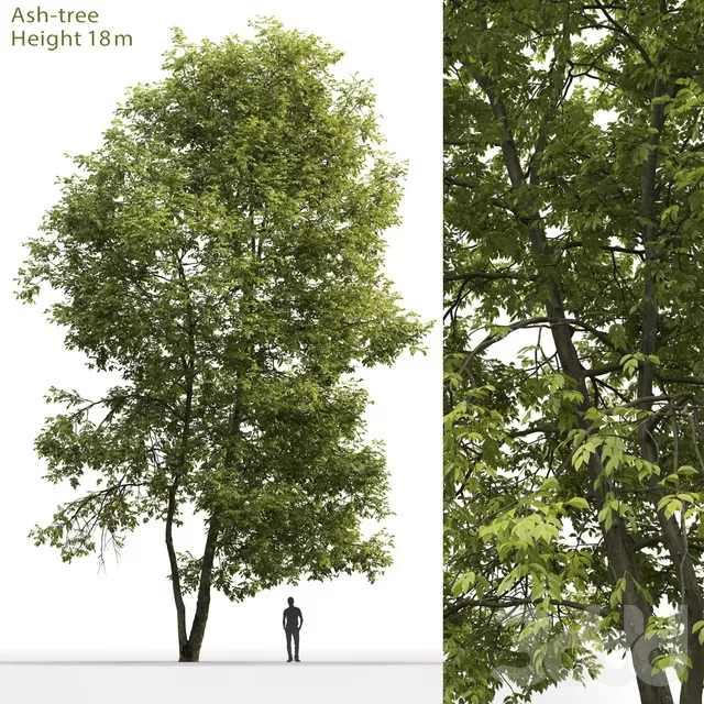 PLANTS – TREE – 3D MODELS – FREE DOWNLOAD – 17346