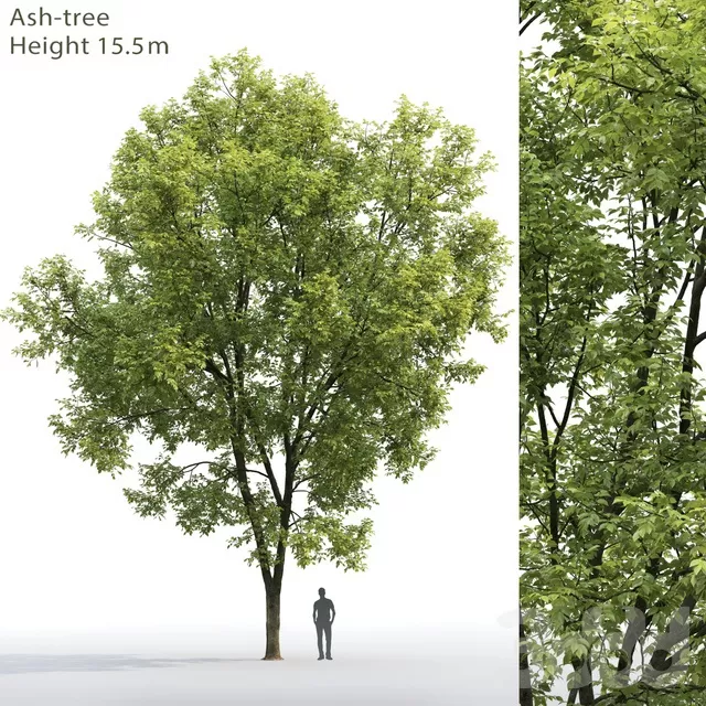 PLANTS – TREE – 3D MODELS – FREE DOWNLOAD – 17350