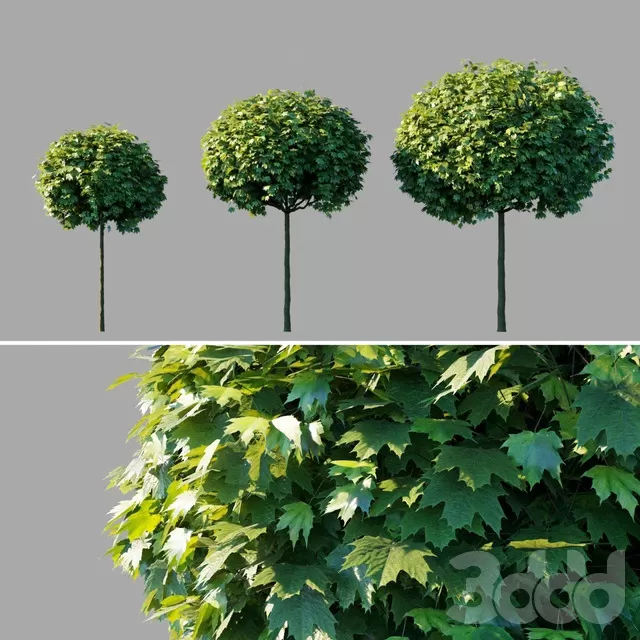 PLANTS – TREE – 3D MODELS – FREE DOWNLOAD – 17351