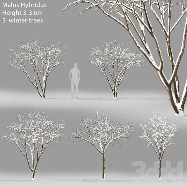 PLANTS – TREE – 3D MODELS – FREE DOWNLOAD – 17356