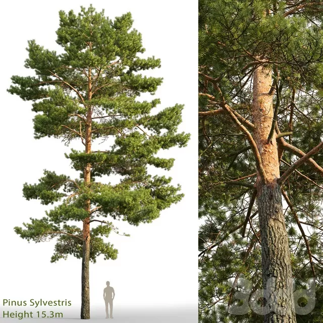 PLANTS – TREE – 3D MODELS – FREE DOWNLOAD – 17370