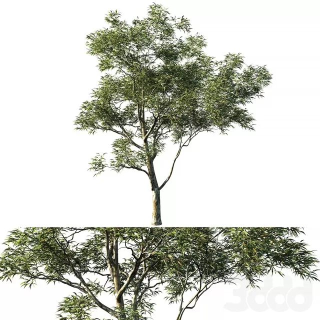PLANTS – TREE – 3D MODELS – FREE DOWNLOAD – 17373