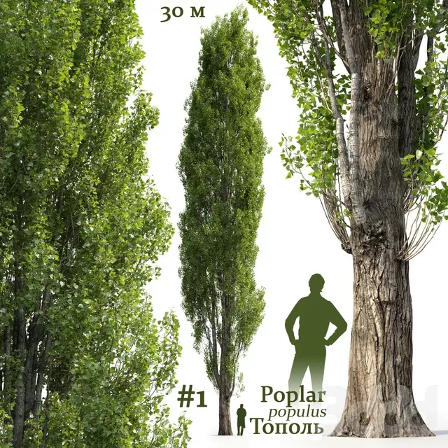 PLANTS – TREE – 3D MODELS – FREE DOWNLOAD – 17374
