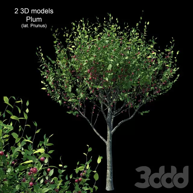 PLANTS – TREE – 3D MODELS – FREE DOWNLOAD – 17378