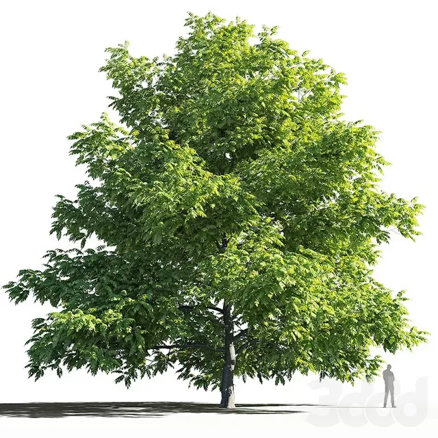 PLANTS – TREE – 3D MODELS – FREE DOWNLOAD – 17379