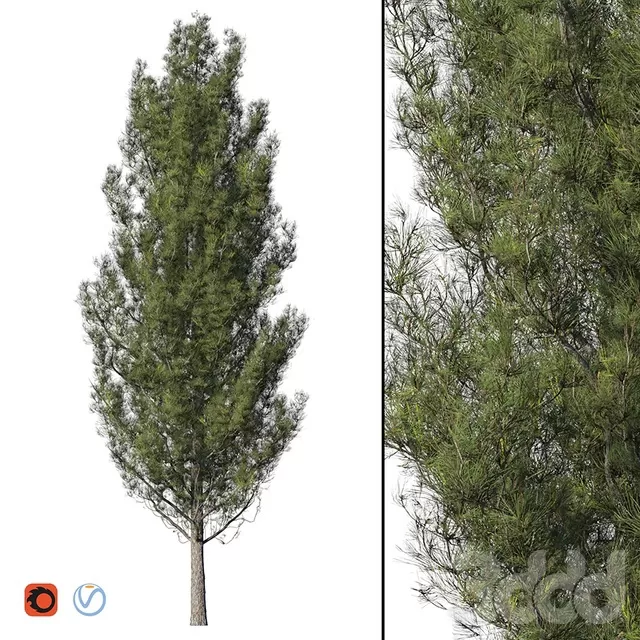 PLANTS – TREE – 3D MODELS – FREE DOWNLOAD – 17380