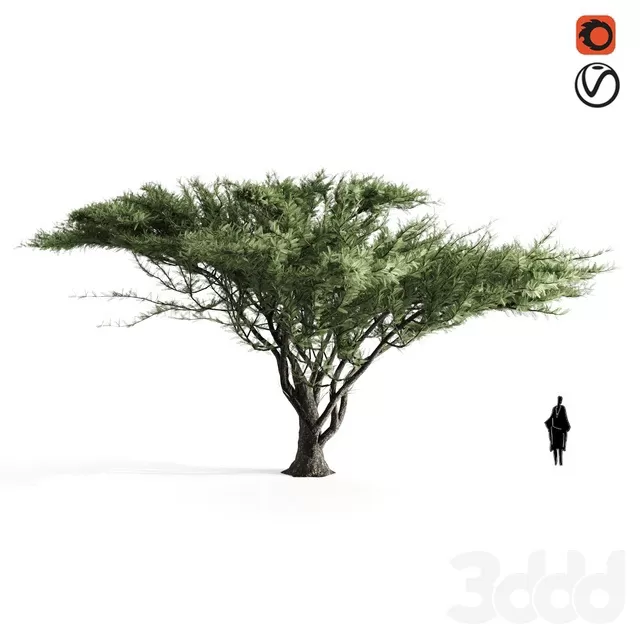 PLANTS – TREE – 3D MODELS – FREE DOWNLOAD – 17381