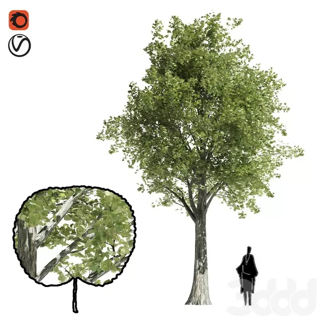PLANTS – TREE – 3D MODELS – FREE DOWNLOAD – 17383