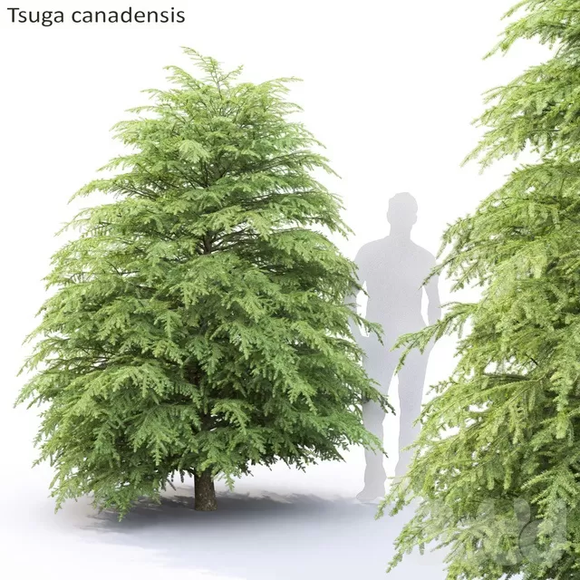 PLANTS – TREE – 3D MODELS – FREE DOWNLOAD – 17385