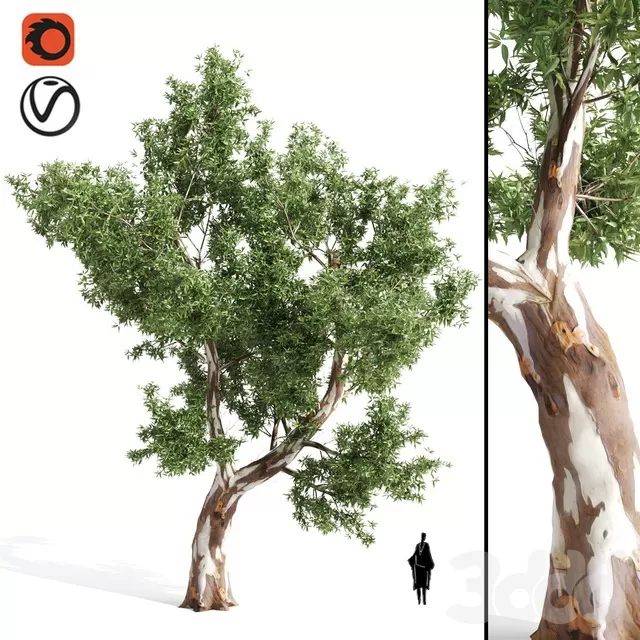 PLANTS – TREE – 3D MODELS – FREE DOWNLOAD – 17387