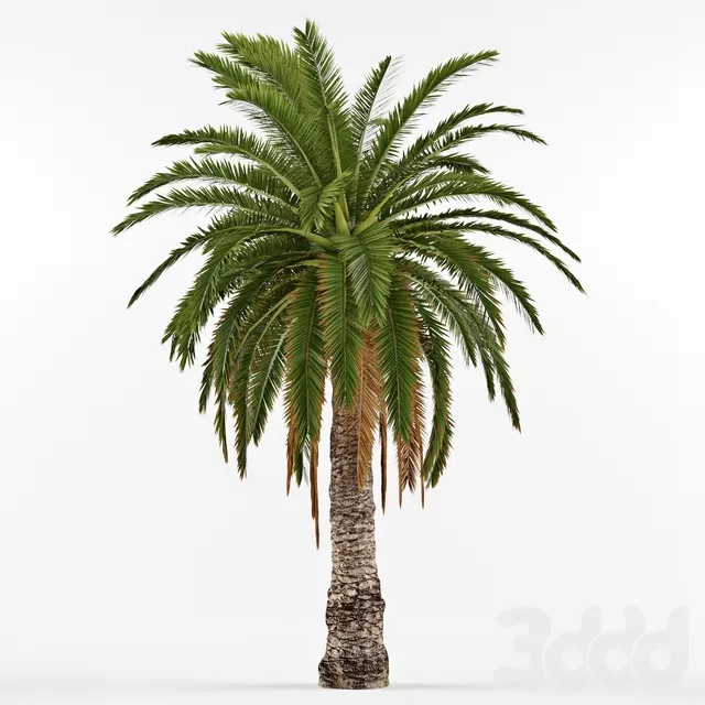 PLANTS – TREE – 3D MODELS – FREE DOWNLOAD – 17389