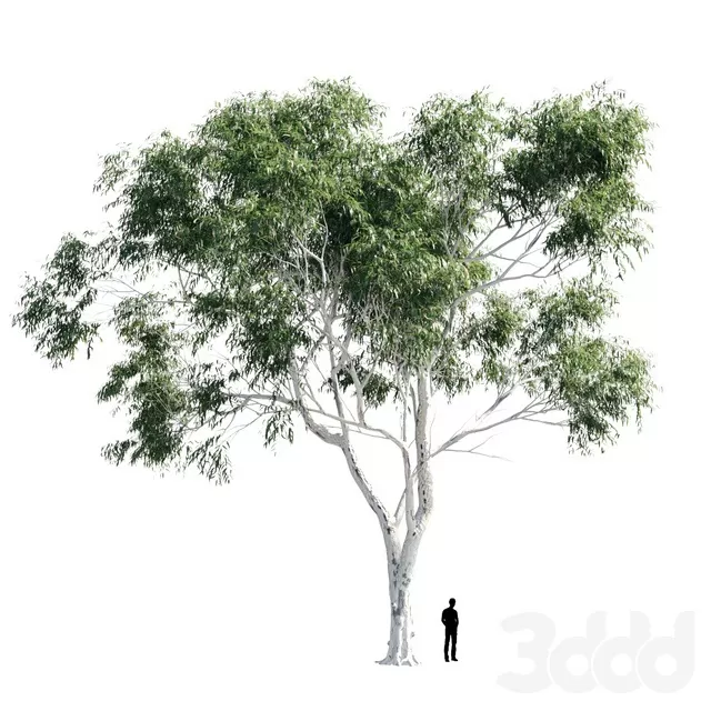PLANTS – TREE – 3D MODELS – FREE DOWNLOAD – 17393