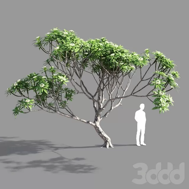 PLANTS – TREE – 3D MODELS – FREE DOWNLOAD – 17396