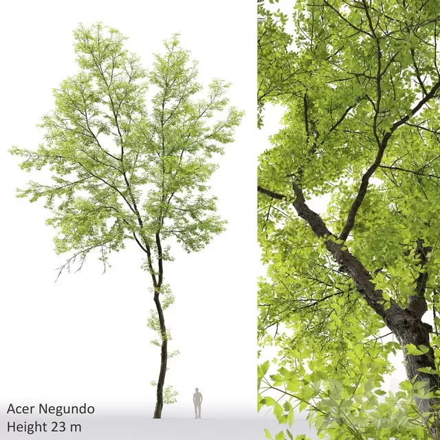 PLANTS – TREE – 3D MODELS – FREE DOWNLOAD – 17398