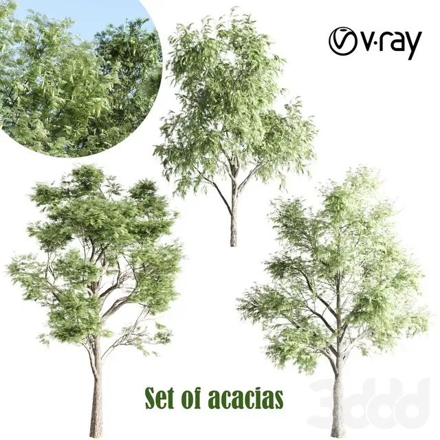 PLANTS – TREE – 3D MODELS – FREE DOWNLOAD – 17399