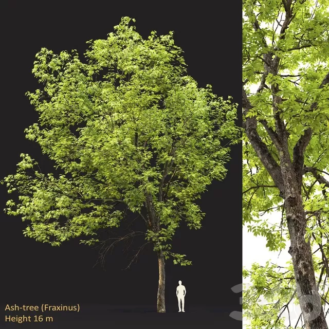 PLANTS – TREE – 3D MODELS – FREE DOWNLOAD – 17401