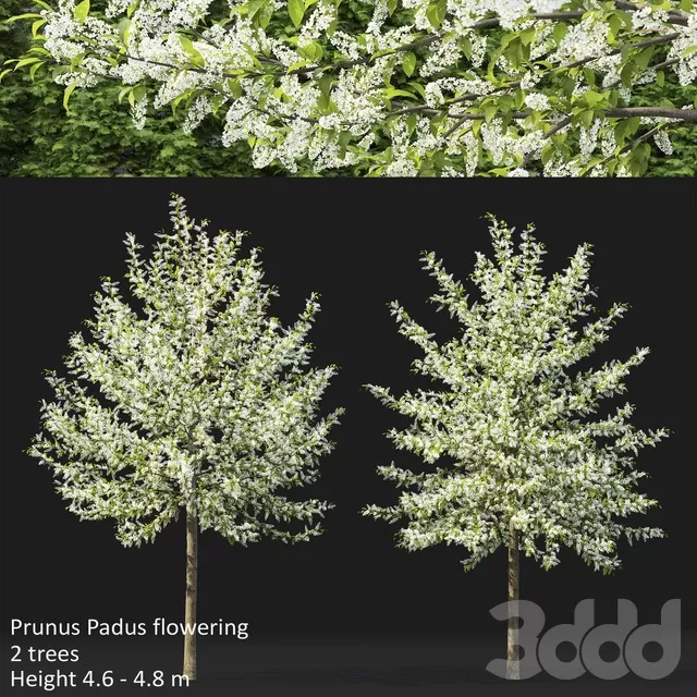 PLANTS – TREE – 3D MODELS – FREE DOWNLOAD – 17402