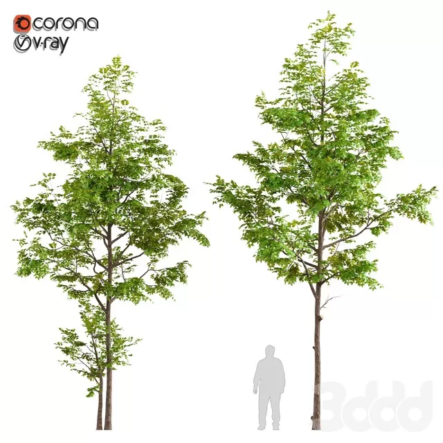 PLANTS – TREE – 3D MODELS – FREE DOWNLOAD – 17403