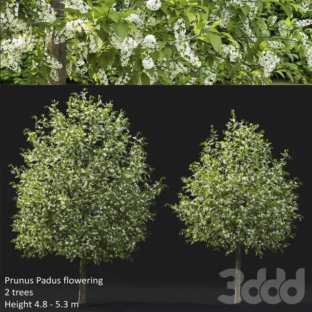 PLANTS – TREE – 3D MODELS – FREE DOWNLOAD – 17404