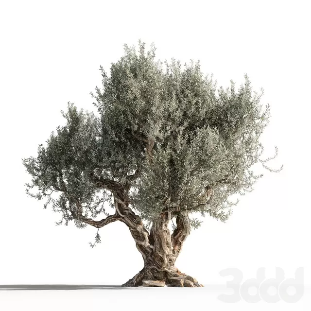 PLANTS – TREE – 3D MODELS – FREE DOWNLOAD – 17405