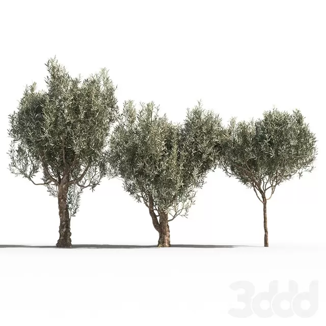 PLANTS – TREE – 3D MODELS – FREE DOWNLOAD – 17406