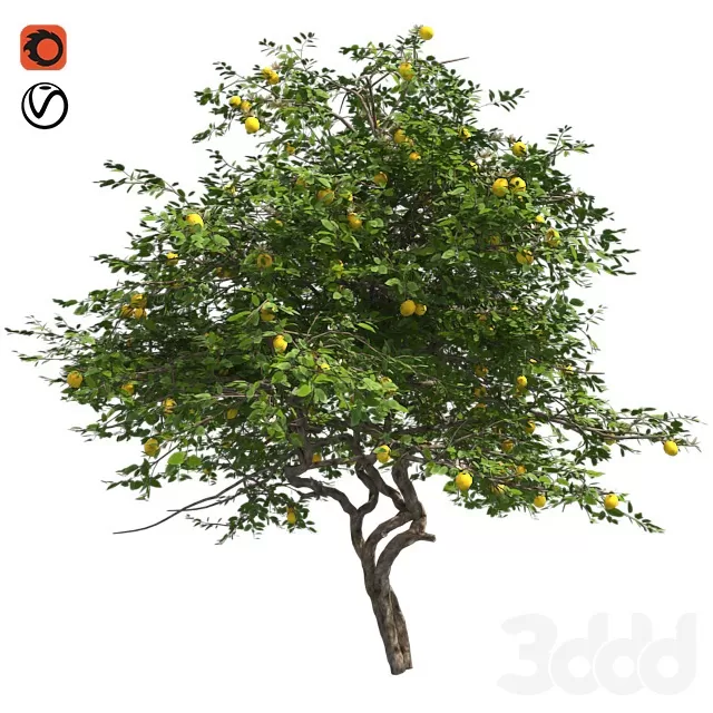PLANTS – TREE – 3D MODELS – FREE DOWNLOAD – 17409