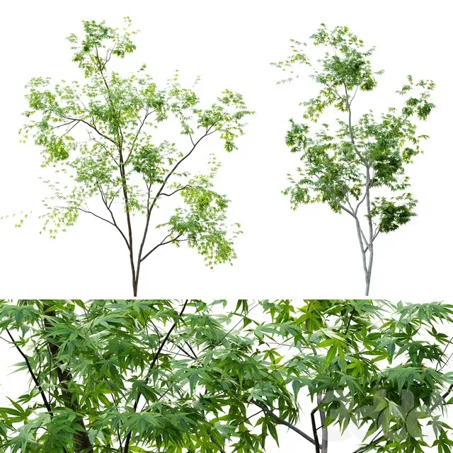 PLANTS – TREE – 3D MODELS – FREE DOWNLOAD – 17410