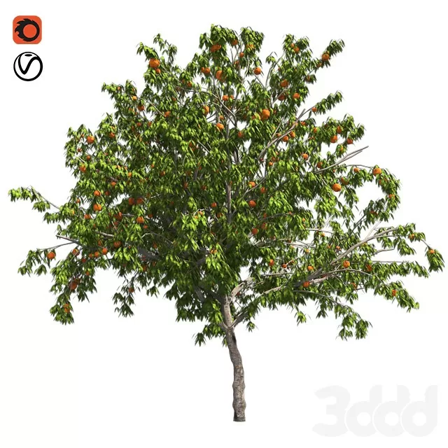 PLANTS – TREE – 3D MODELS – FREE DOWNLOAD – 17411