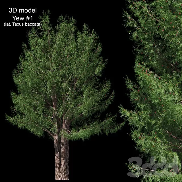 PLANTS – TREE – 3D MODELS – FREE DOWNLOAD – 17412