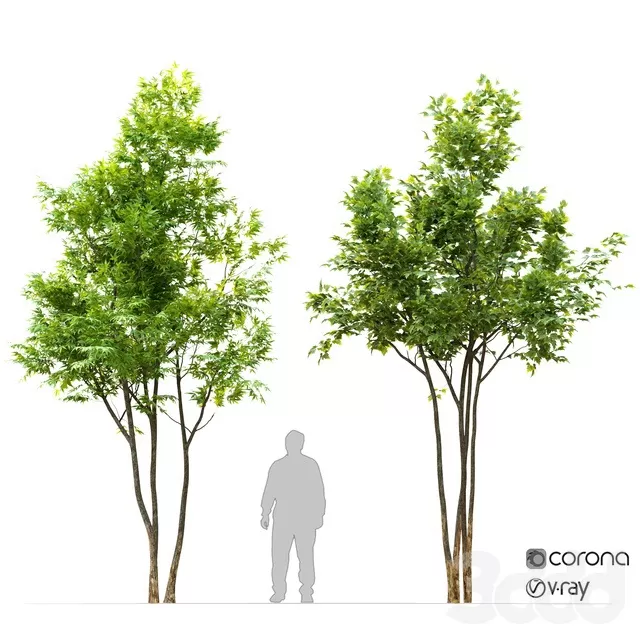 PLANTS – TREE – 3D MODELS – FREE DOWNLOAD – 17415