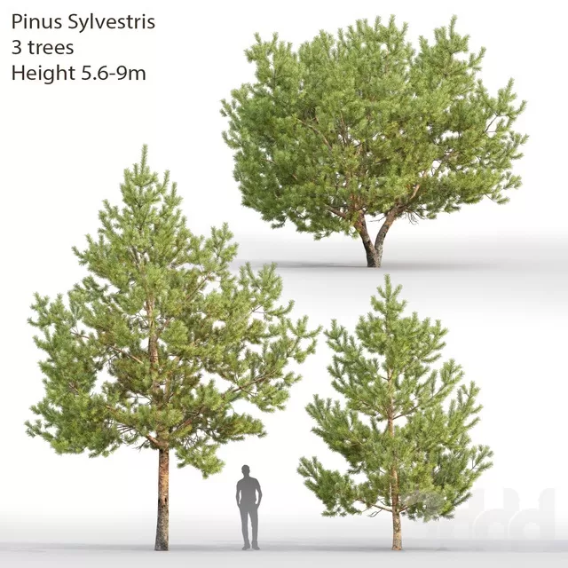 PLANTS – TREE – 3D MODELS – FREE DOWNLOAD – 17418