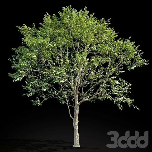 PLANTS – TREE – 3D MODELS – FREE DOWNLOAD – 17419