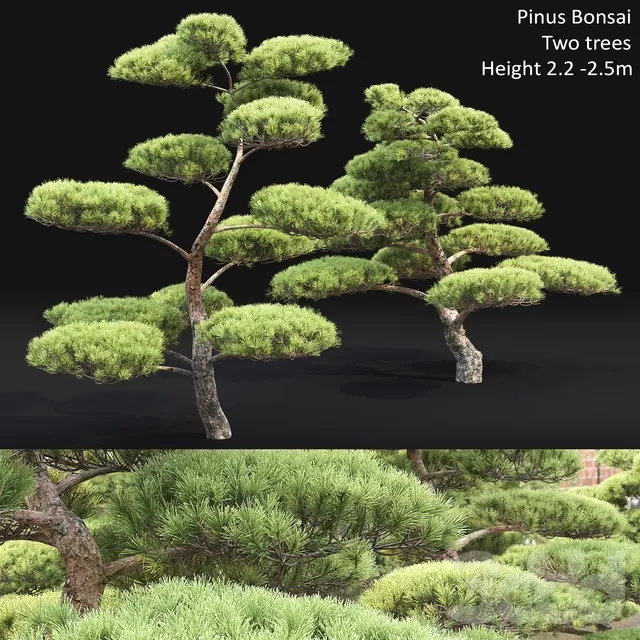 PLANTS – TREE – 3D MODELS – FREE DOWNLOAD – 17422