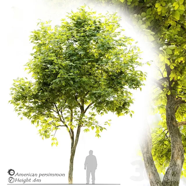 PLANTS – TREE – 3D MODELS – FREE DOWNLOAD – 17423