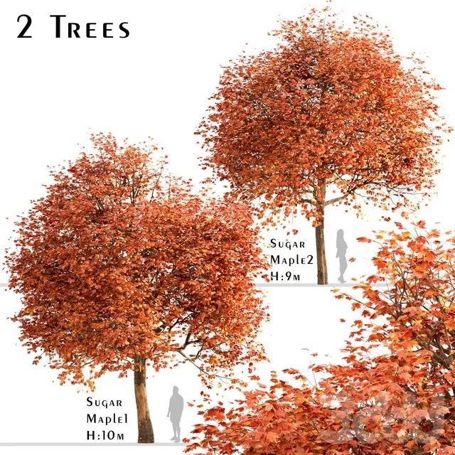 PLANTS – TREE – 3D MODELS – FREE DOWNLOAD – 17436