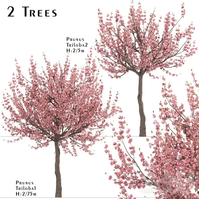 PLANTS – TREE – 3D MODELS – FREE DOWNLOAD – 17439