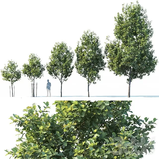 PLANTS – TREE – 3D MODELS – FREE DOWNLOAD – 17445